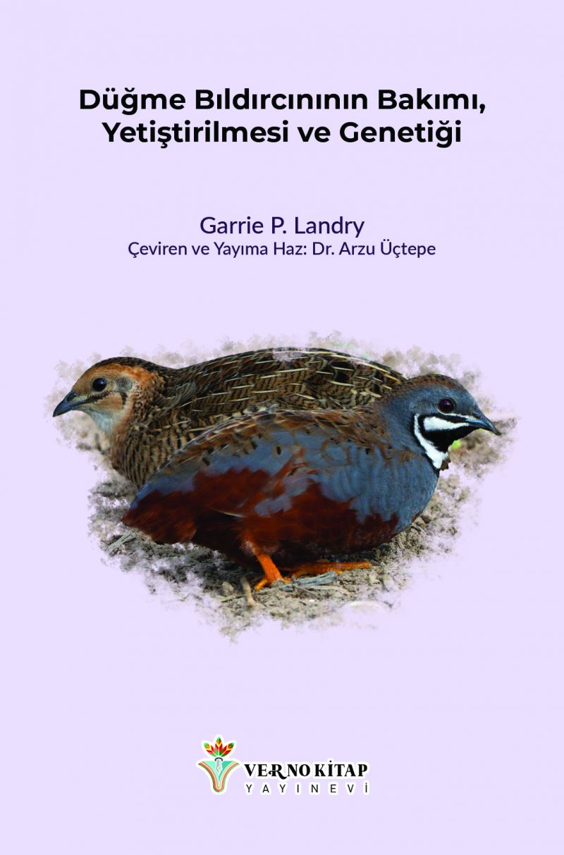 Düğme Bıldırcın